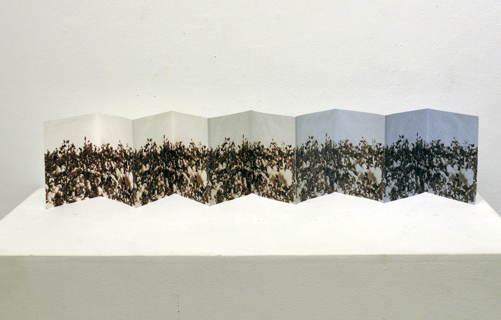 King Cotton 2, Van Dyke print on handmade paper, 2017