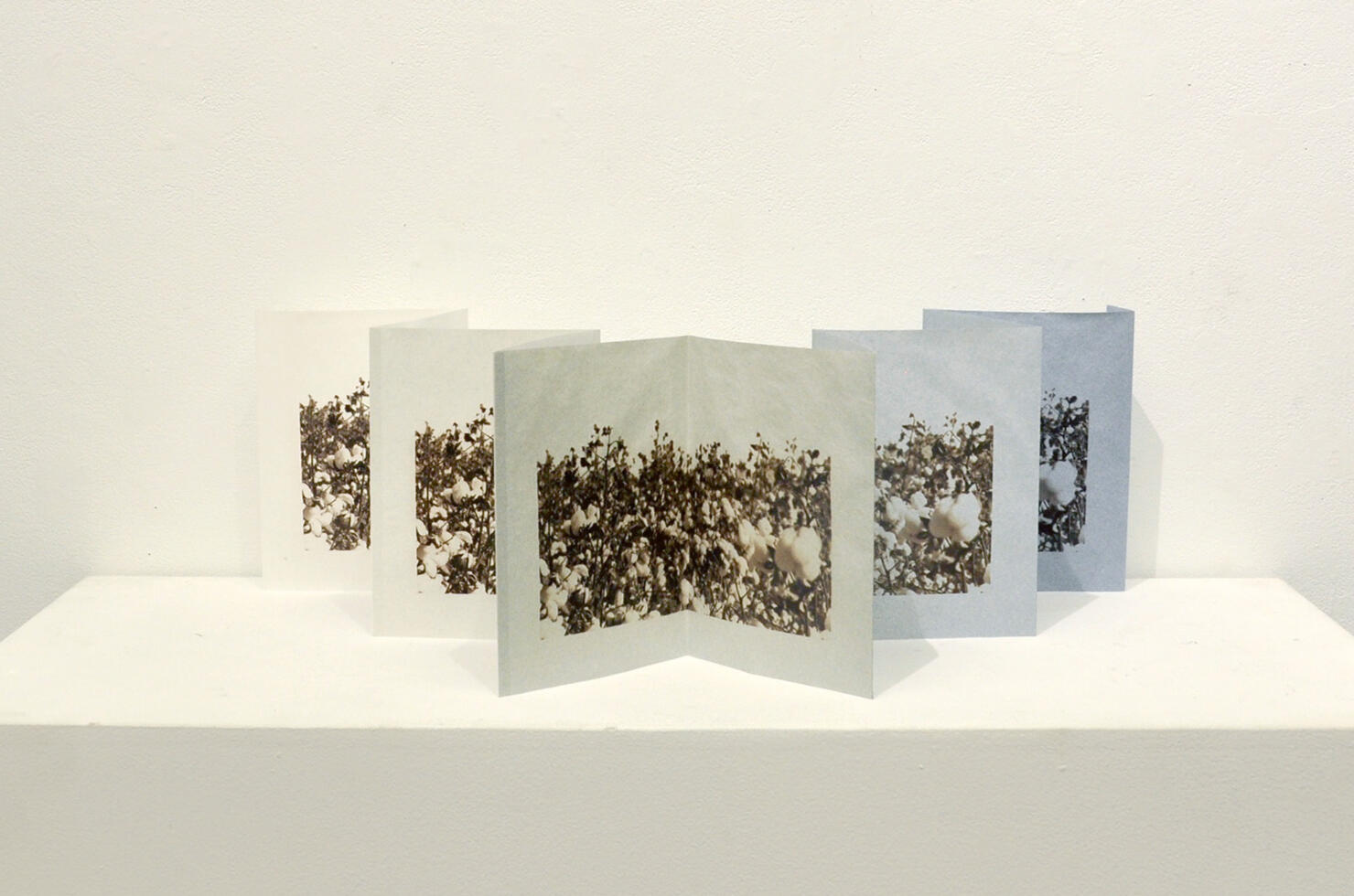 King Cotton 1, Van Dyke print on handmade paper, 2017